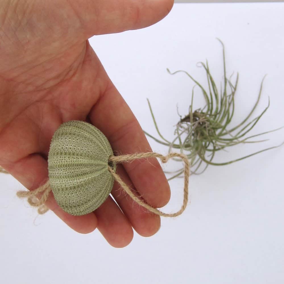 attach string to sea urchin